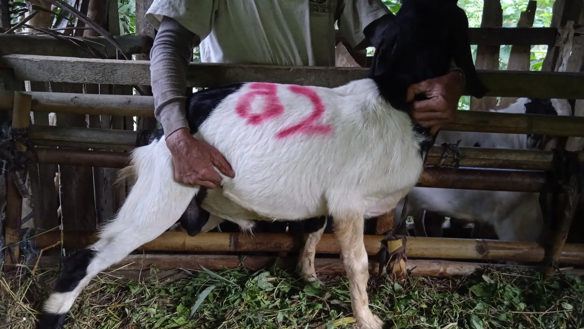No. 82 Kambing Kelas... Rp..