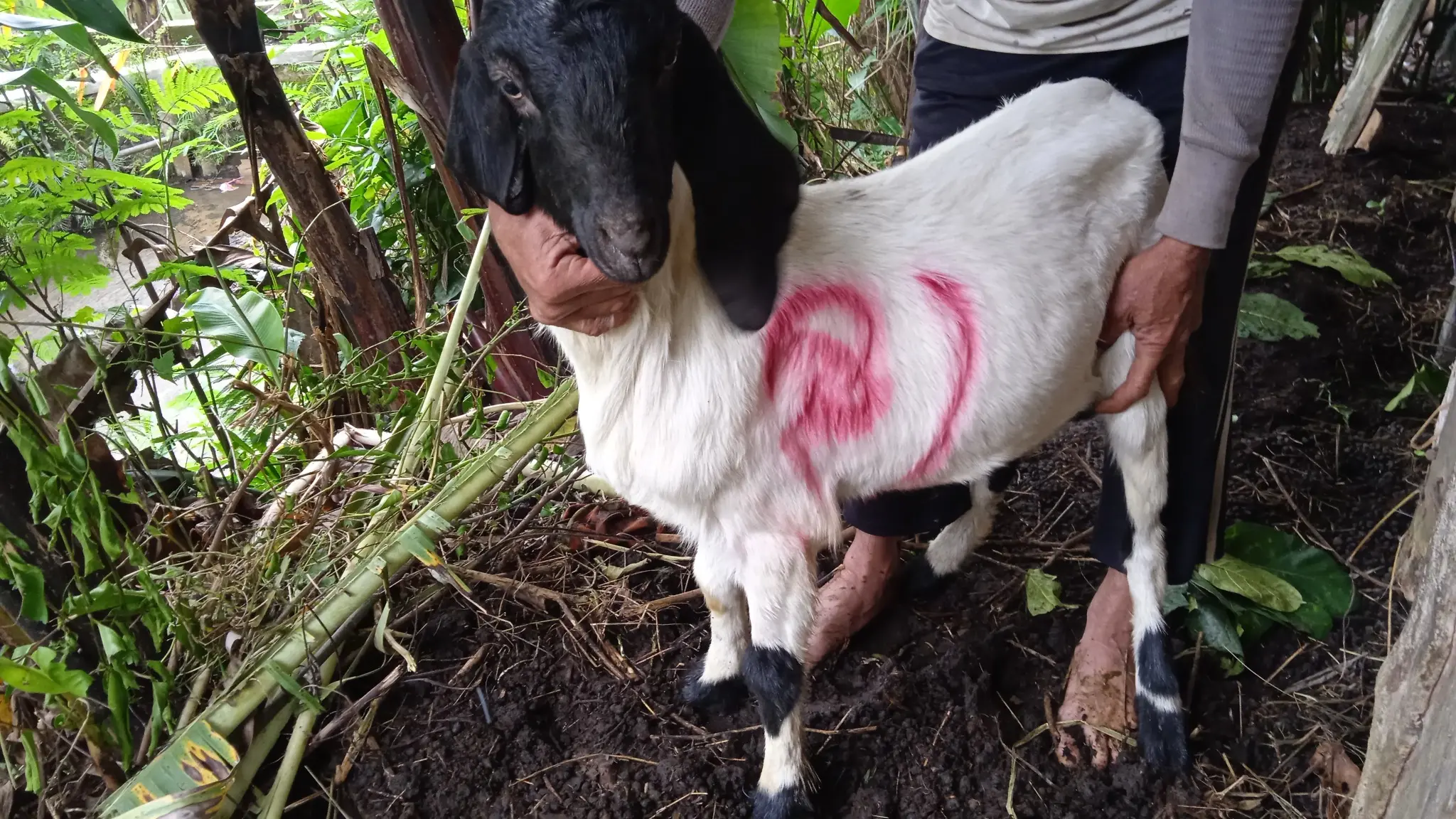No. 81 Kambing Kelas  .. Rp..