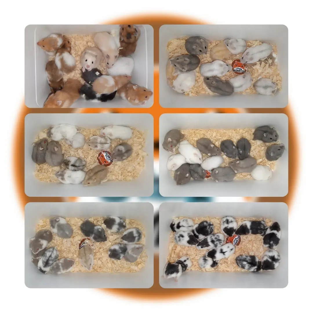 Aneka Jenis Hamster