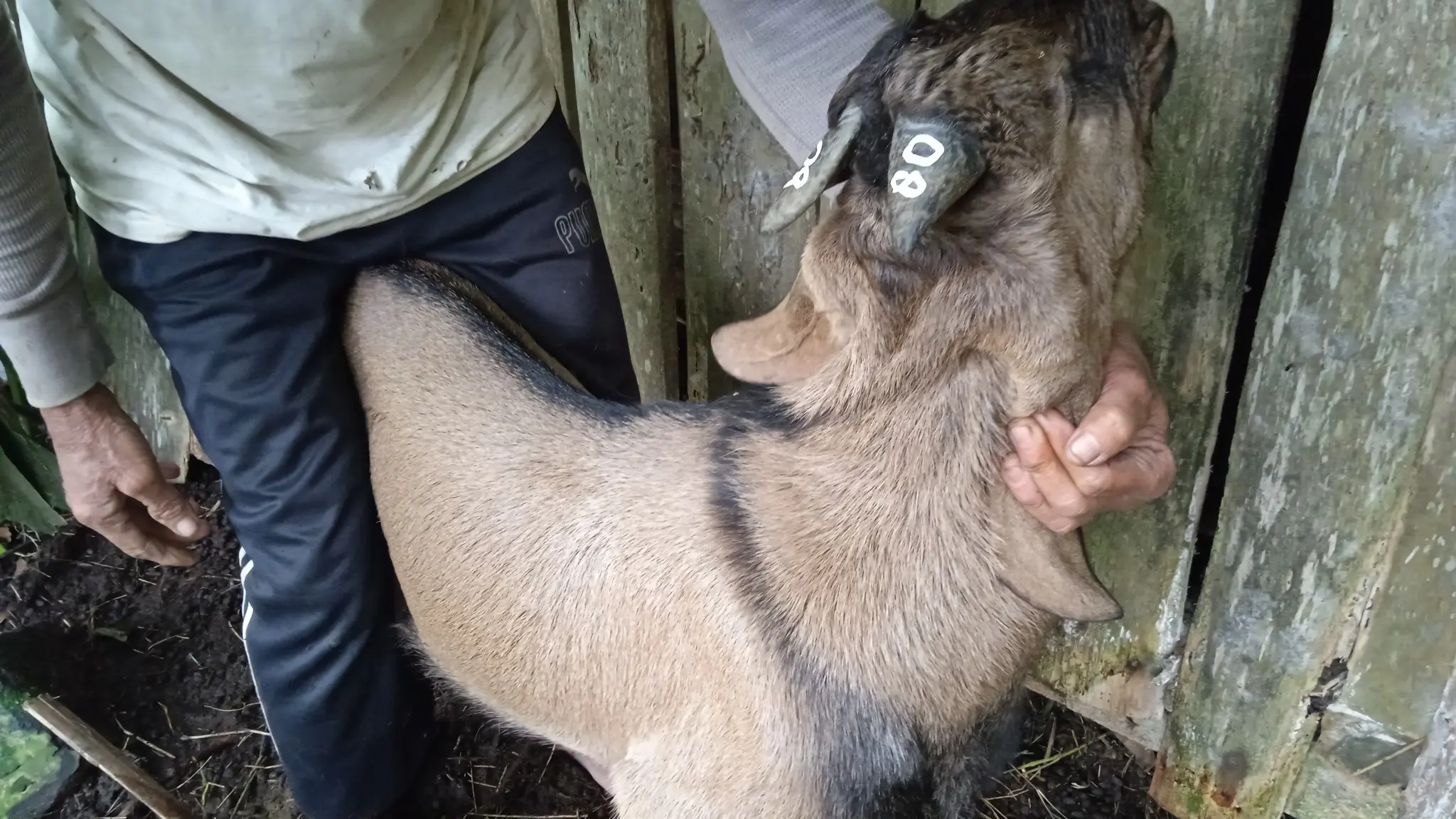 No. 80 Kambing Kelas...  Rp...