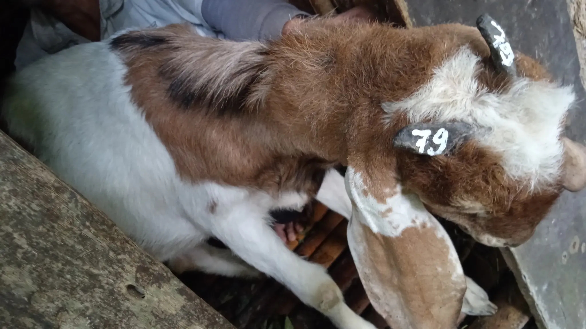 No. 79 Kambing Kelas.... Rp...